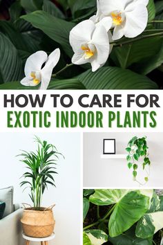 some white flowers and green plants with the words how to care for exotic indoor plants