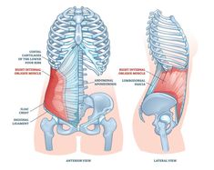 the anatomy of the human body and its major skeletal systems, including ribs, shoulder, thor