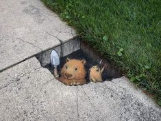 a hole in the ground with two stuffed animals