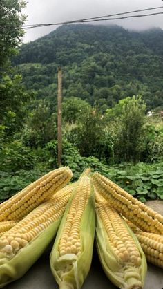 corn on the cob ready to be cooked in the oven with mountains in the background