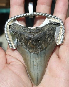 "MEGALODON FOSSIL SHARK TOOTH PENDANTS - Rustic Jewelry The teeth themselves are 3\" Meg's, Cleaned + Polished. Left Tooth = 94 grams (photos #1-6) Right Tooth = 97 grams (photos #7-10) Sterling Silver .925 settings are hand shaped to each tooth, bails will accept a large chain or cord. Chain is NOT included. Each comes w/ a Display Stand (tips up photos #5 and #10). \"Megalodon (Carcharocles megalodon), meaning \"big tooth\", is an extinct species of shark that lived approximately 23 to 2.6 mil Elk Tooth Necklace For Sale, Shark Necklace Tooth, Megalodon Shark Tooth, Shark Teeth Jewelry, Megladon Tooth Necklace, Extinct Species, Species Of Sharks, Shark Tooth Pendant, Mixing Metals