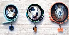 three dogs are shown in small oval pictures on leashes with tags attached to them