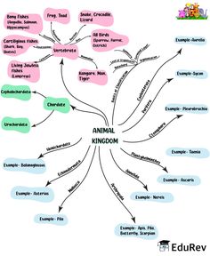 an animal kingdom mind map with animals and other things in the middle one is labeled