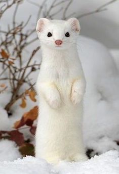 a white ferret standing on its hind legs in the snow with it's front paws up