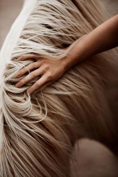 a close up of a person petting a white horse's mane and tail