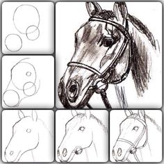 four different pictures of horses with their heads drawn