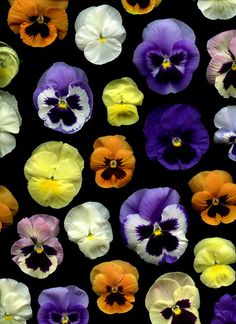 many different colored pansies are arranged in rows on a black background with white, yellow and purple flowers