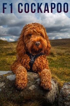 a brown dog sitting on top of a rock next to a grass covered field with the words fi cockapoo