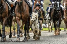 a group of people riding on the backs of brown and white horses down a road