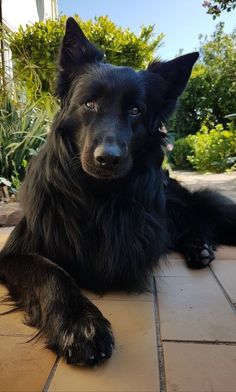 a large black dog laying on top of a tile floor next to trees and bushes