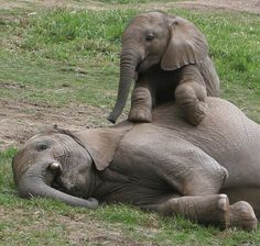 an elephant sitting on its back in the grass