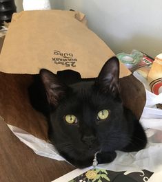 a black cat is sitting in a paper bag