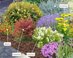 an assortment of different types of flowers and plants in a flower bed with labeled names