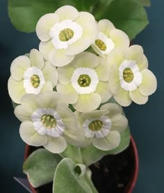 white flowers in a pot with green leaves