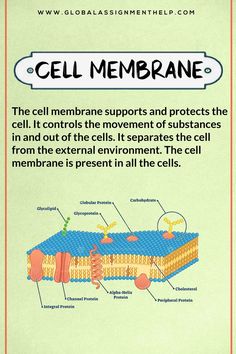 the cell membrane and its functions are labeled in this diagram, which shows how cells work together