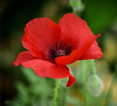 a red flower with green leaves in the background