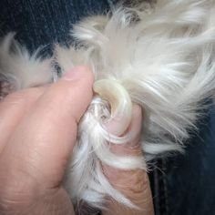 a person is holding an animal's hair in their hand