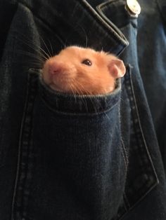 a hamster poking its head out of a pocket