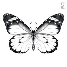 a black and white butterfly on a white background