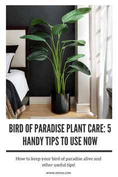 bird of paradise plant care 5 handy tips to use now