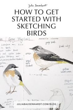 a drawing of birds with the words how to get started with sketching birds on it