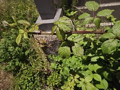 some green plants are growing next to a toilet in the grass and bushes near a road