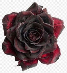 a black and red rose on a white background