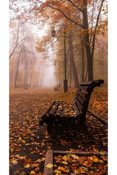 a park bench sitting in the middle of a forest filled with leaves