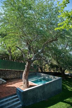 a tree that is next to a pool