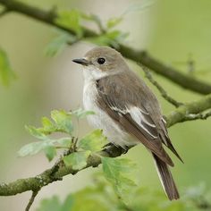 a small bird perched on top of a tree branch