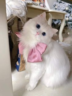 a white cat wearing a pink bow tie