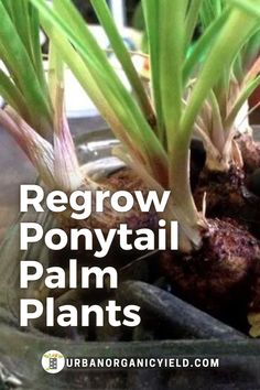 there is a potted plant with green leaves in it and the words regrow ponytailtail palm plants