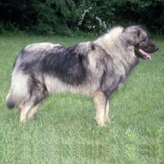 a large dog standing on top of a lush green field