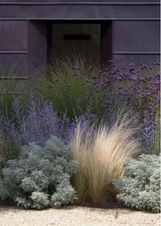 purple and green plants in front of a building