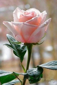 a single pink rose with water droplets on it's petals in front of a window