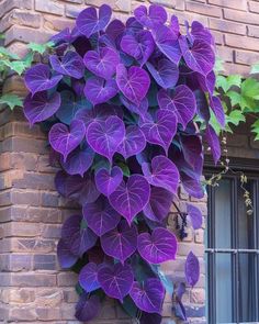 purple flowers growing on the side of a brick building with green leaves hanging from it's sides