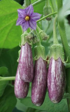 three purple eggplant flowers growing on a plant