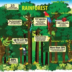 the rainforest has many different types of trees