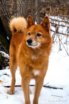 a small brown dog standing in the snow