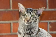 a close up of a cat with green eyes looking at the camera while standing in front of a brick wall