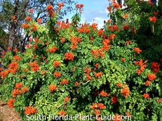 an orange bush with lots of flowers in the foreground