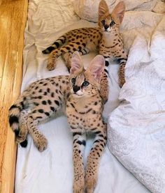 two small cats laying on top of a bed next to each other in a room