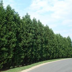 a row of trees along the side of a road