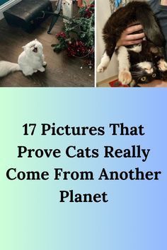 there are pictures of cats that can be seen in the same photo, and one is being petted by someone