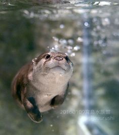 a small animal swimming in the water