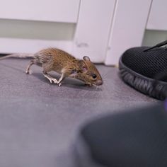 a small rodent walking on the floor next to a pair of shoes