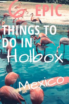 flamingos in the water with text overlay reading 6 epic things to do in holbox mexico