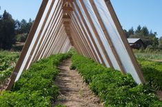 a long row of green plants growing inside of a wooden structure in the middle of a field