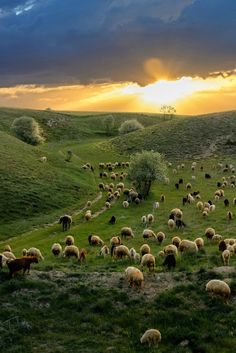 a herd of sheep grazing on a lush green hillside under a cloudy sky at sunset