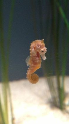 a small seahorse swimming in the water next to some green plants and sand dunes